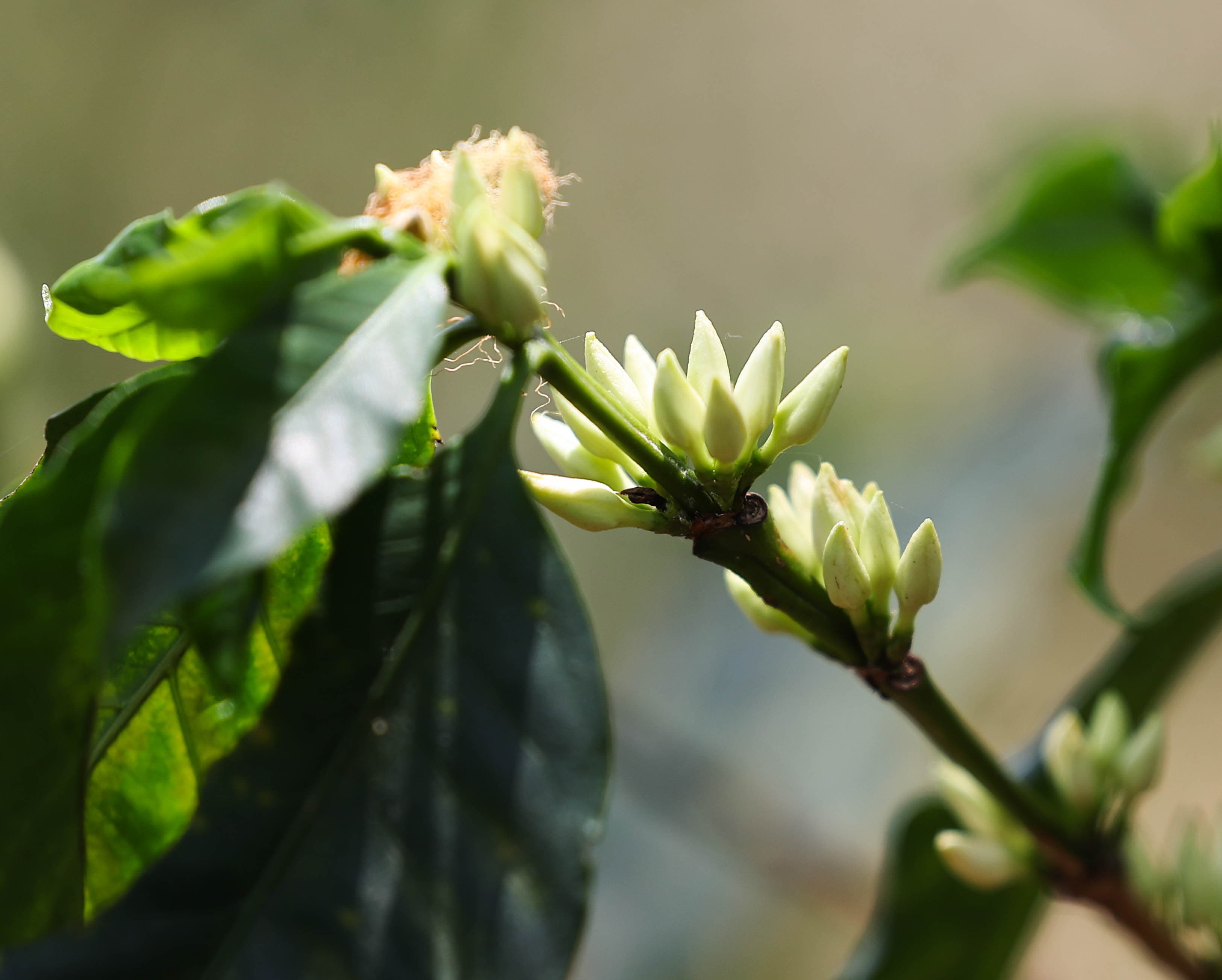 Agroforestería